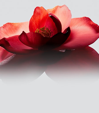 Elevate your beauty Power Fermented Camellia+ DISCOVER